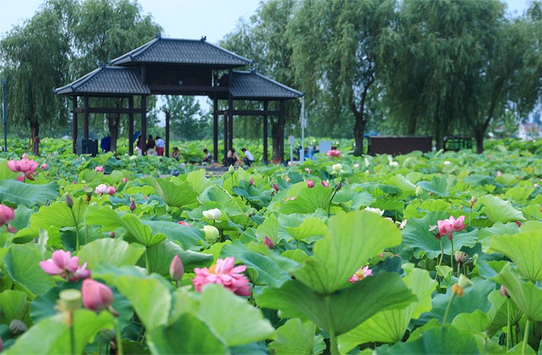 南京栖霞区：“荷经济”串成链