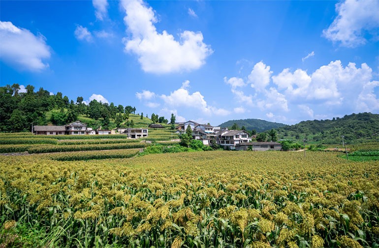 贵州仁怀：万亩高粱待丰收 山地农业显活力