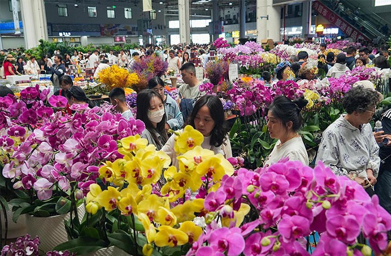 云南昆明：斗南花市鲜花俏销