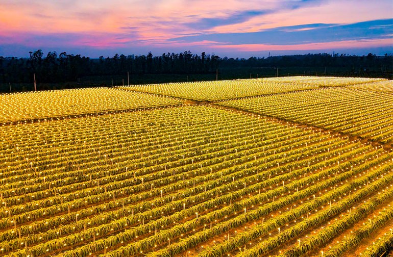 广西合浦：火龙果基地灯光璀璨