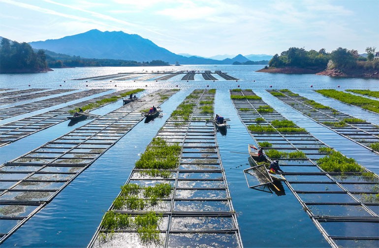 浙江淳安：湖上菜园“整地”忙
