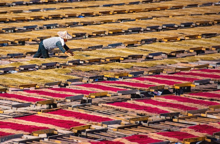 福建永春：冬日晒香