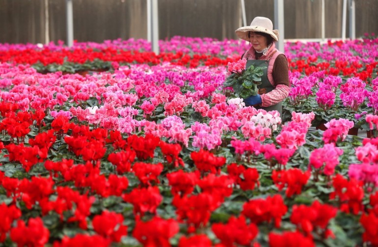 山东青岛：“花卉经济”助力乡村振兴