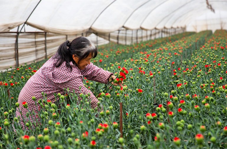 云南曲靖：采收鲜花供市场