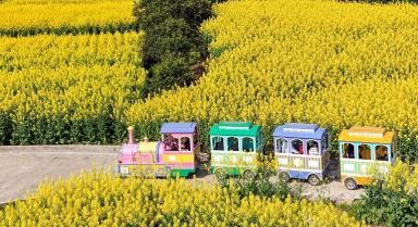 四川蓬安：油菜花开引客来