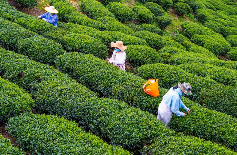 广西昭平：采摘春茶