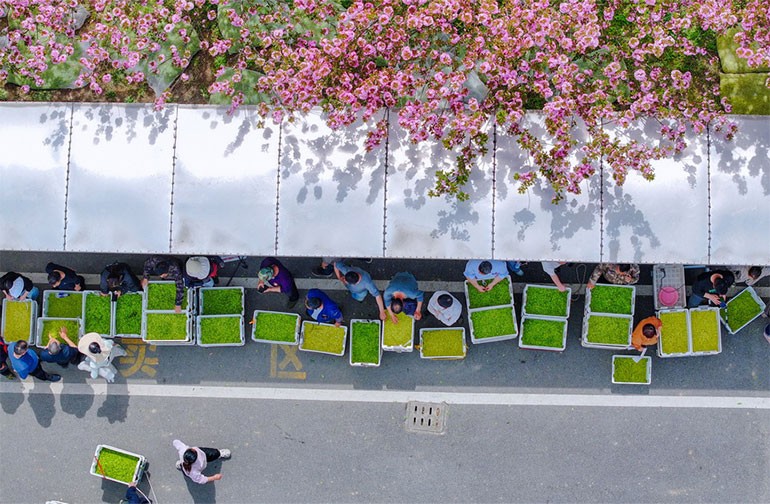 浙江长兴：春茶交易