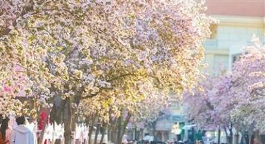 明媚花事激活春日消费