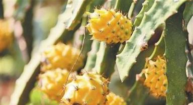 火山岛结出燕窝果