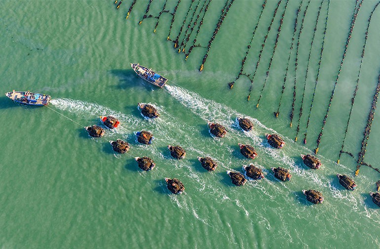 山东荣成：海带满载而归