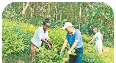 “让来自‘非洲屋脊’的茶香飘得更远”