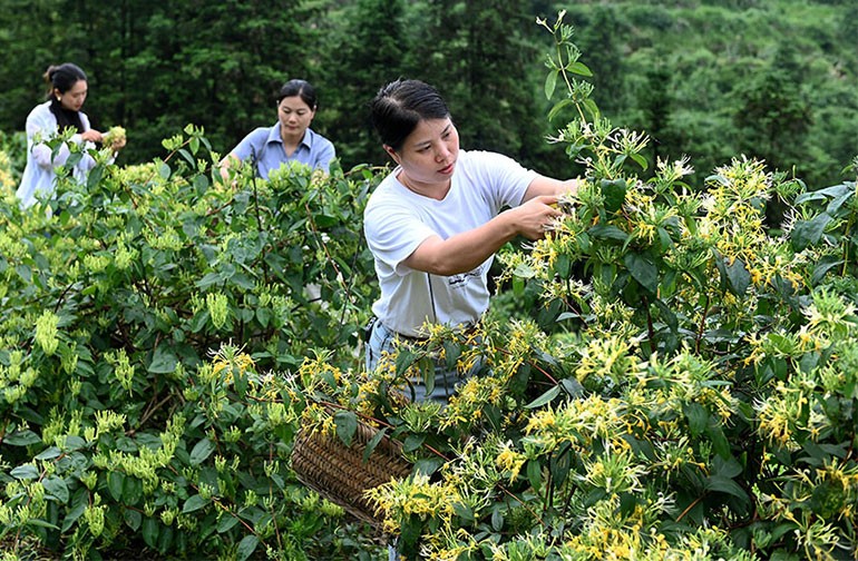 湖南洞口：采摘金银花